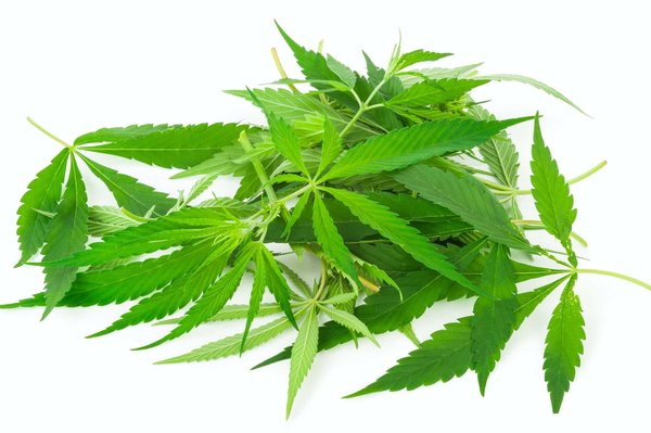 Quels sont les bienfaits apportés par les plantes naturelles ?