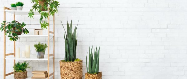 Créer une ambiance apaisante avec des plantes