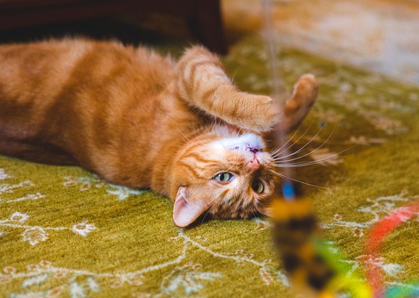 Jouets innovants pour chats : Stimuler l'activité et le bonheur de votre félin avec nos idées et solutions