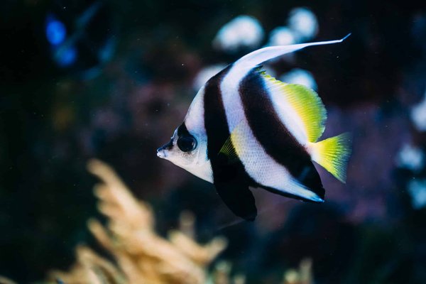 Quels sont les types de poissons de mer?