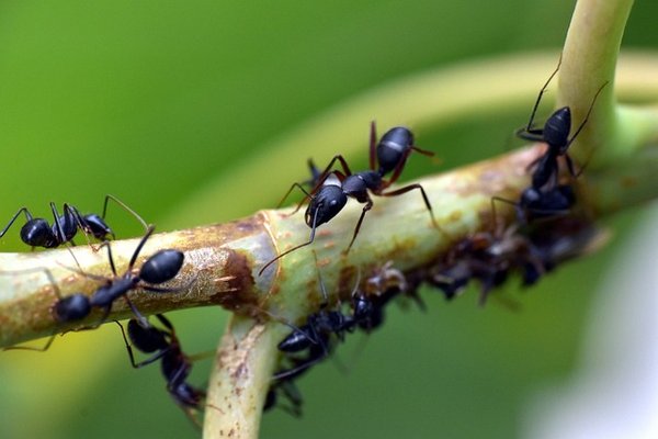 Comment protéger votre logement de l'envahissement des fourmis ?